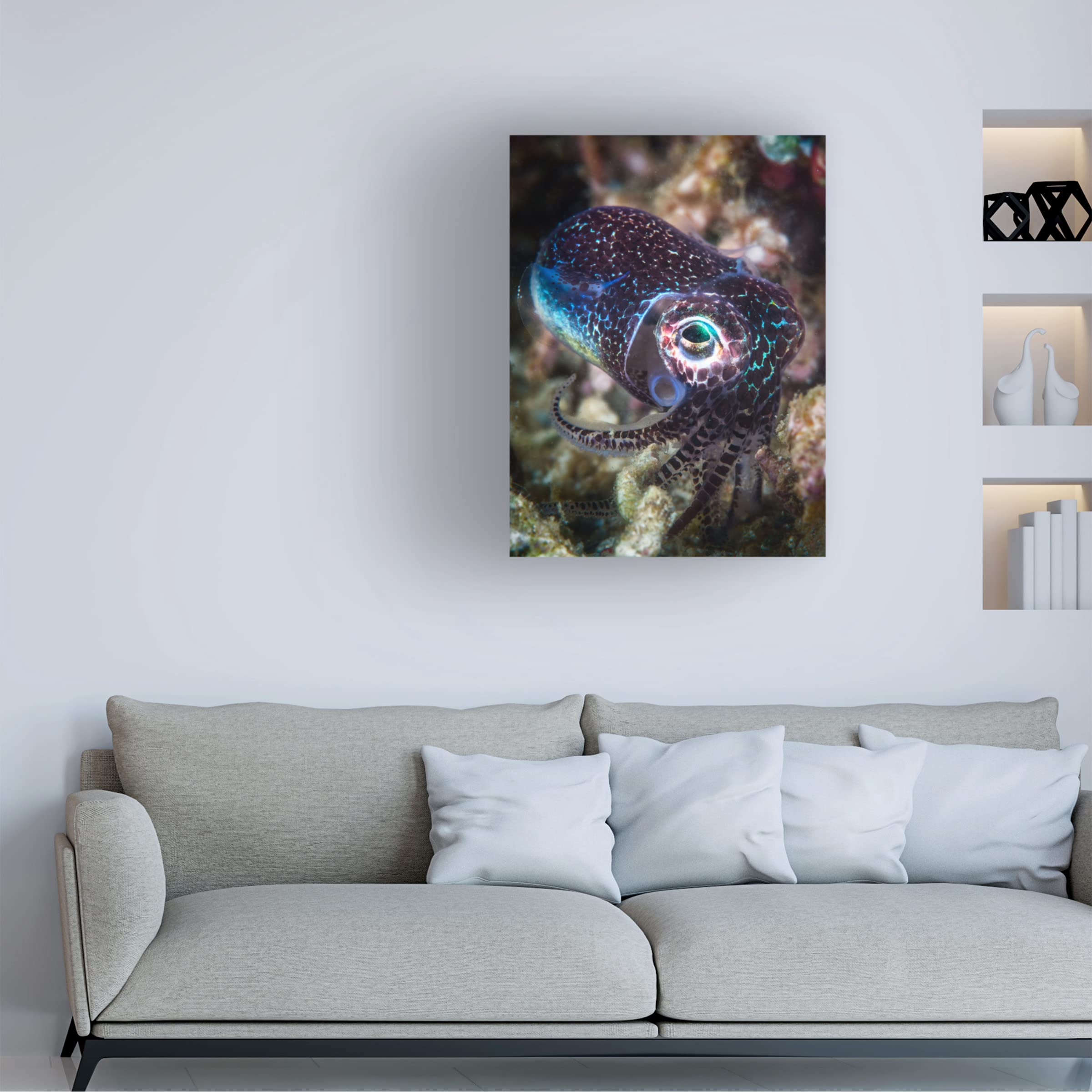 Trademark Fine Art 'Baby Cuttlefish' Canvas Wall Art Print by Barathieu Gabriel - Modern Ocean Themed Decor for Living Room, Nursery & Bedroom