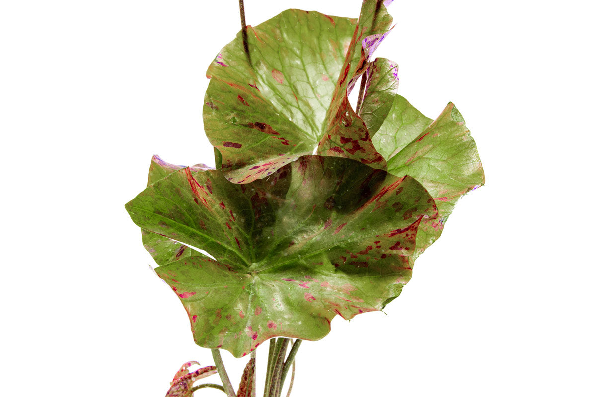 Tiger Lotus Aquatic Plant for Aquariums - Live Freshwater Plant for Fish Tanks, Ponds & Water Gardens - Perfect for Natural Aquascaping & Aquatic Decor