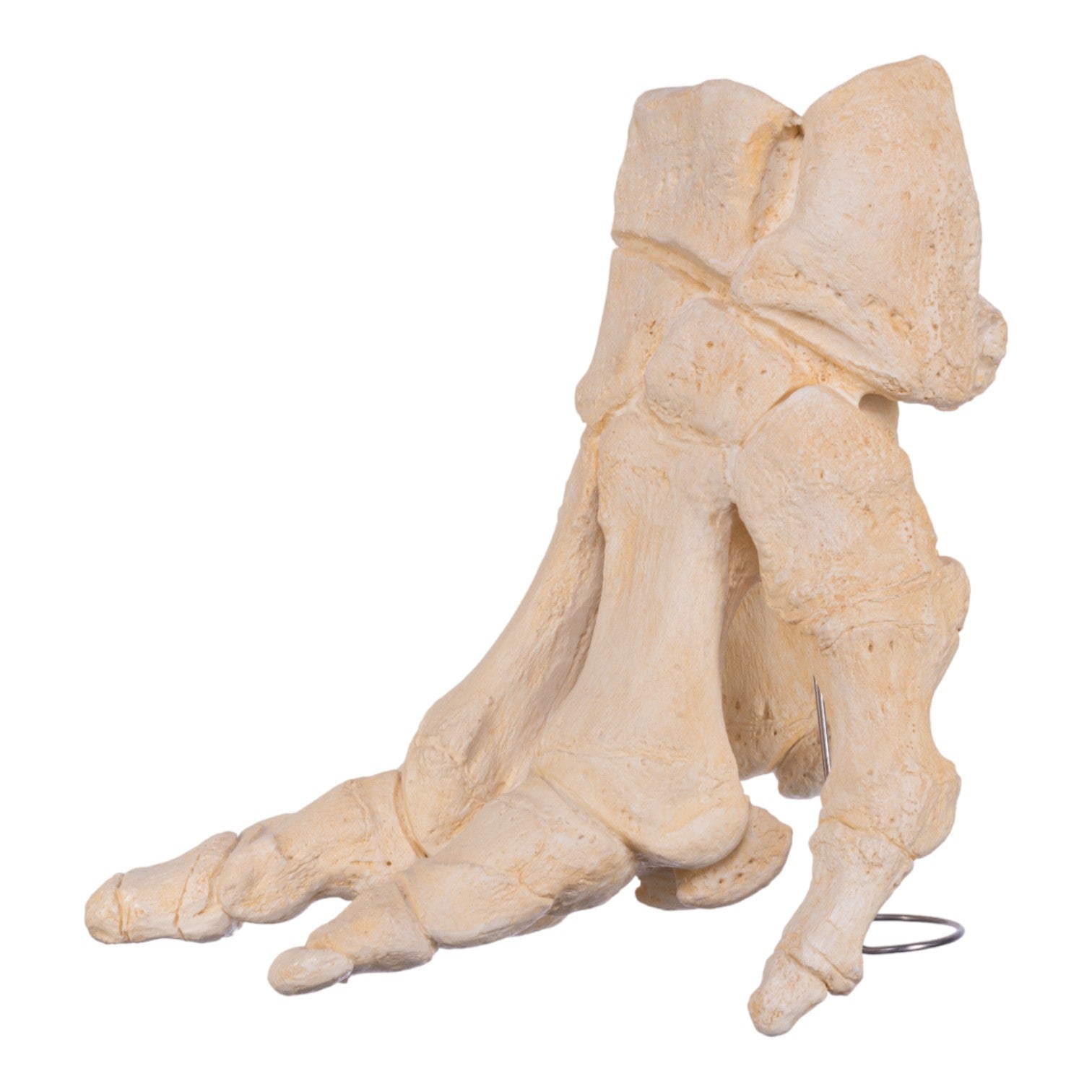 Authentic African Elephant Foot Replica - Handcrafted Home Decor & Unique Gift for Wildlife Enthusiasts | Perfect for Safari-Themed Rooms, Office Decor, and Collector Displays