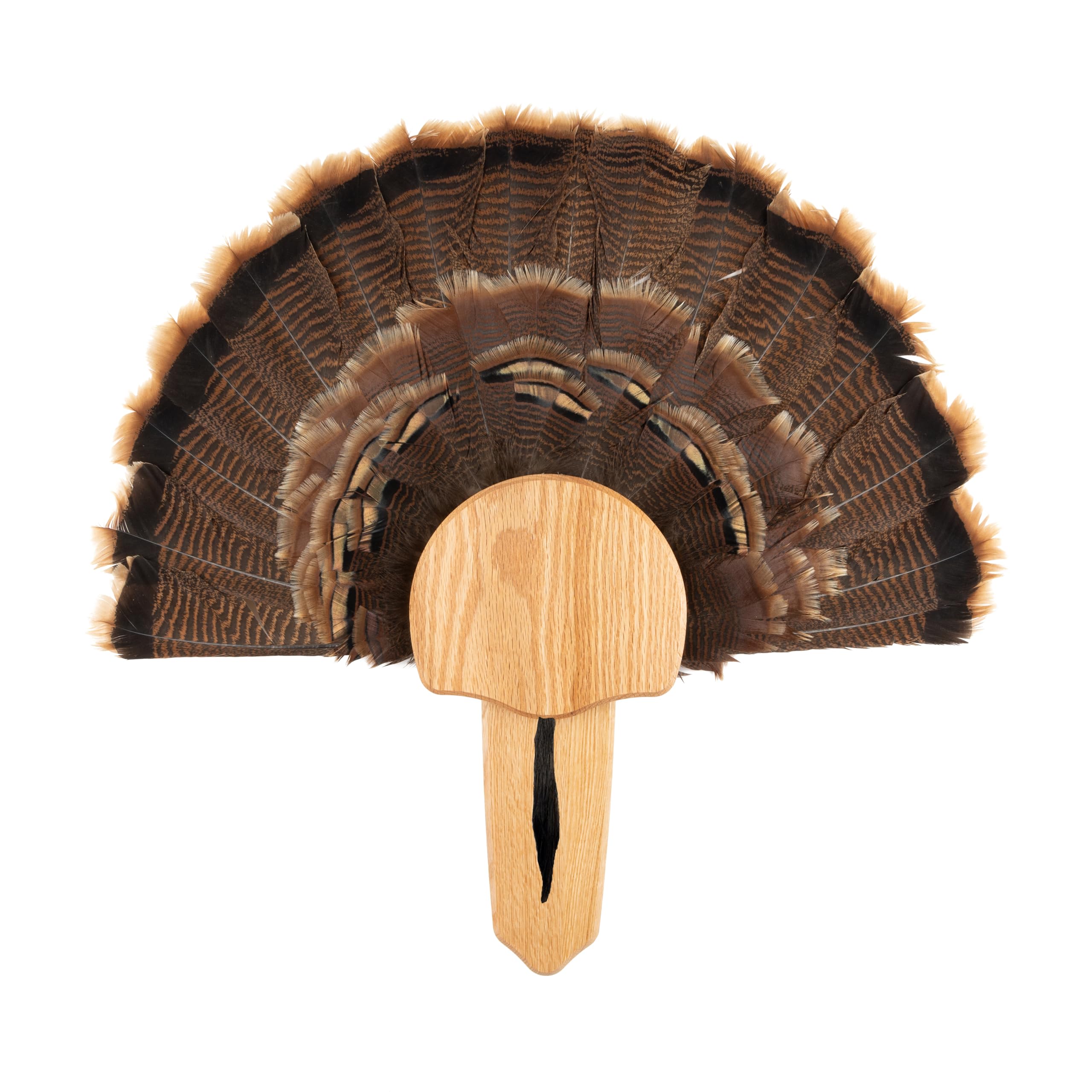 Premium Turkey Fan Mount Kit - Taxidermy Display for Hunting Trophies & Home Decor - Perfect for Hunting Lodges, Cabin Decor & Outdoor Enthusiasts