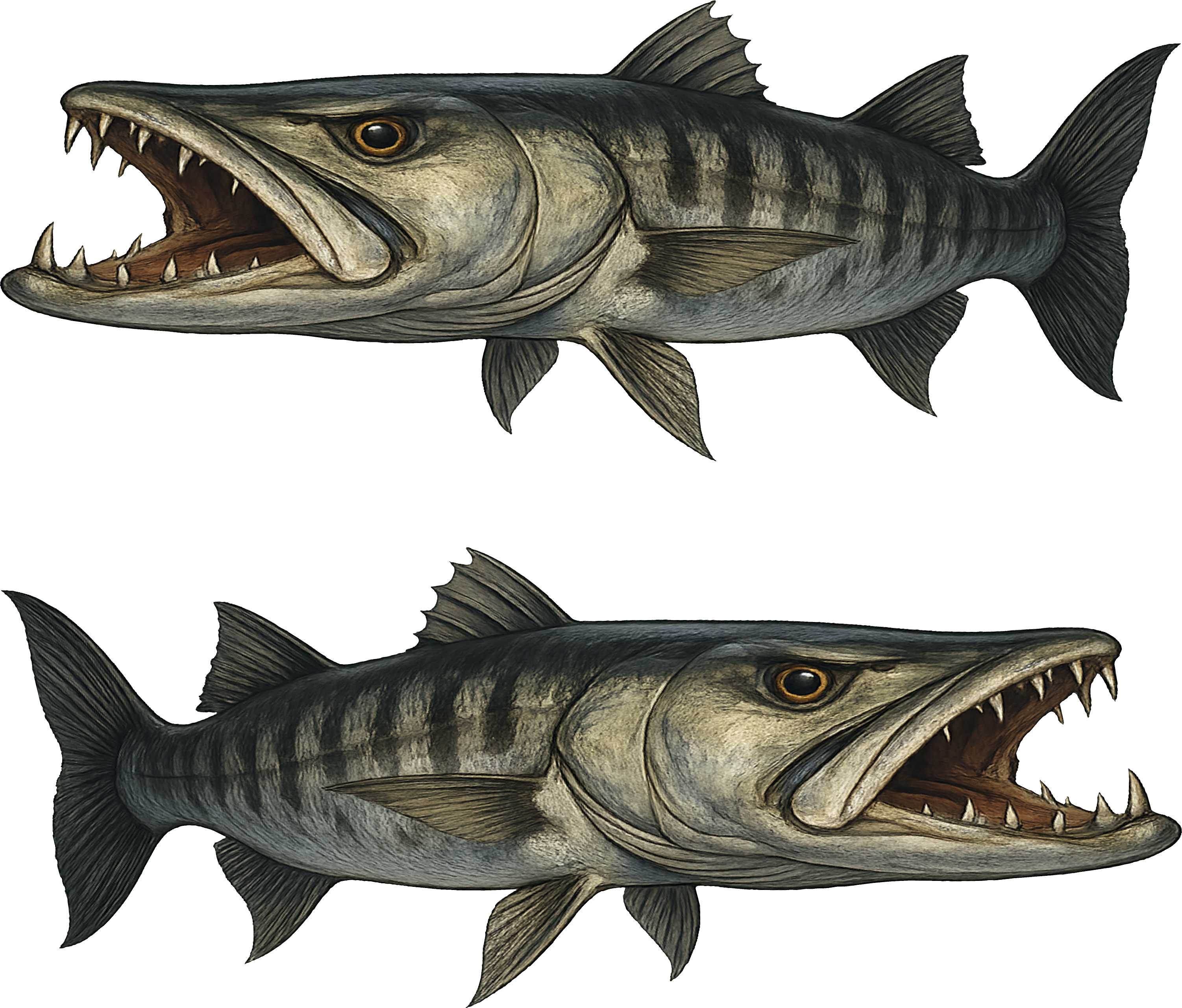 Fierce Barracuda Fish Vinyl Boat Decals - Waterproof Marine Stickers for Boats, Kayaks, Jet Skis - Perfect for Fishing Enthusiasts & Water Sports Lovers