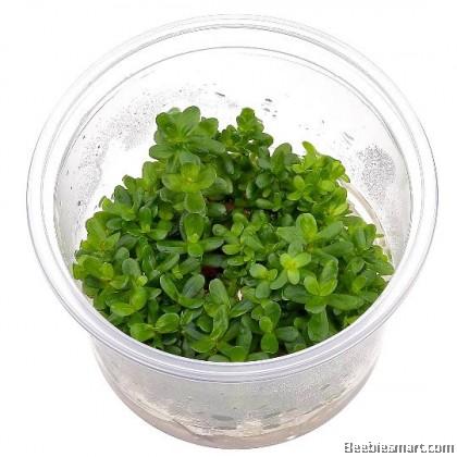 TCulture Rotala 'Bonsai' Aquatic Plant (TC Cup) - Perfect for Aquascaping, Nano Tanks & Freshwater Aquariums