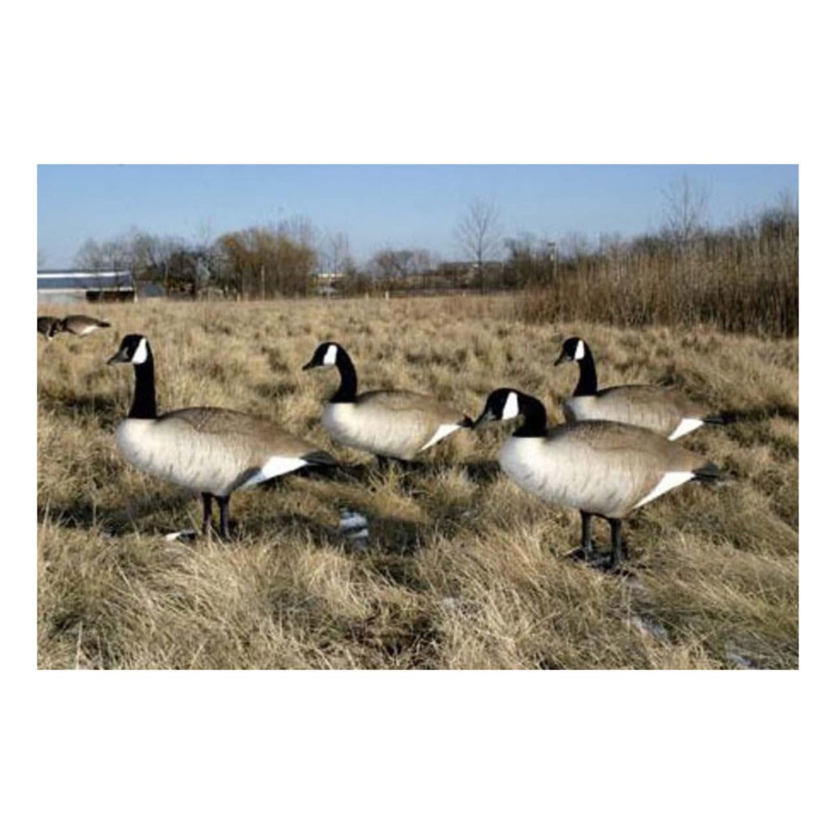 Big Foot Full Body Goose Decoys - Realistic Hunting Decoys for Waterfowl Hunting & Bird Watching | Perfect for Fields, Ponds & Wetlands