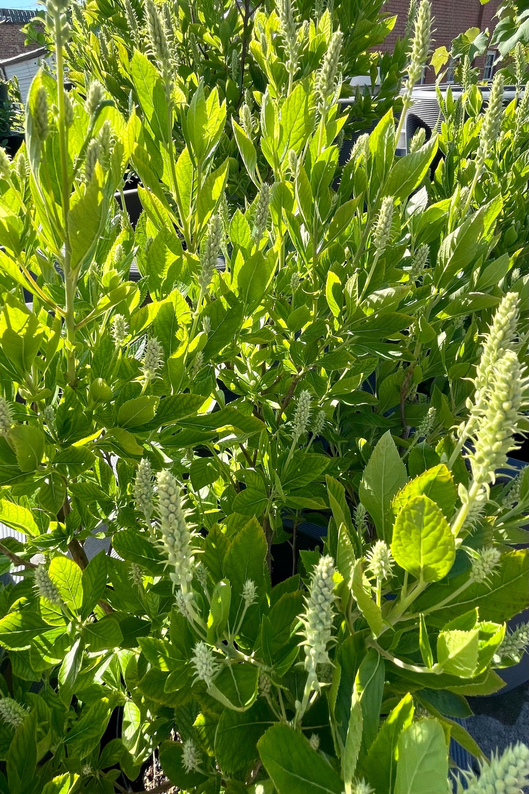 Hummingbird Summersweet (Clethra alnifolia) - #2 Container Size | Fragrant Flowering Shrub for Pollinator Gardens & Landscaping
