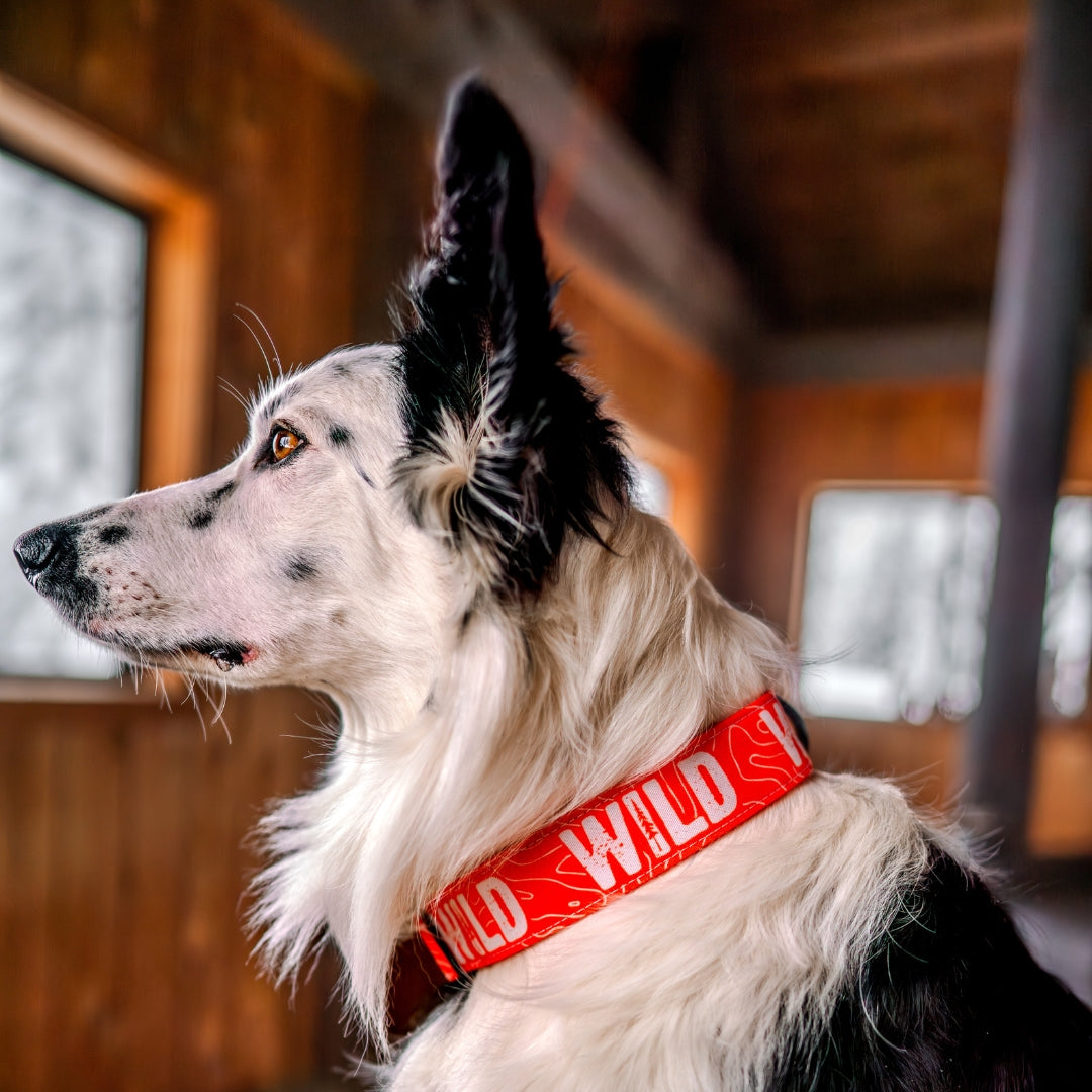 Neon Orange WILD Reflective Dog Collar - High Visibility Pet Safety Collar for Night Walks, Jogging & Outdoor Adventures