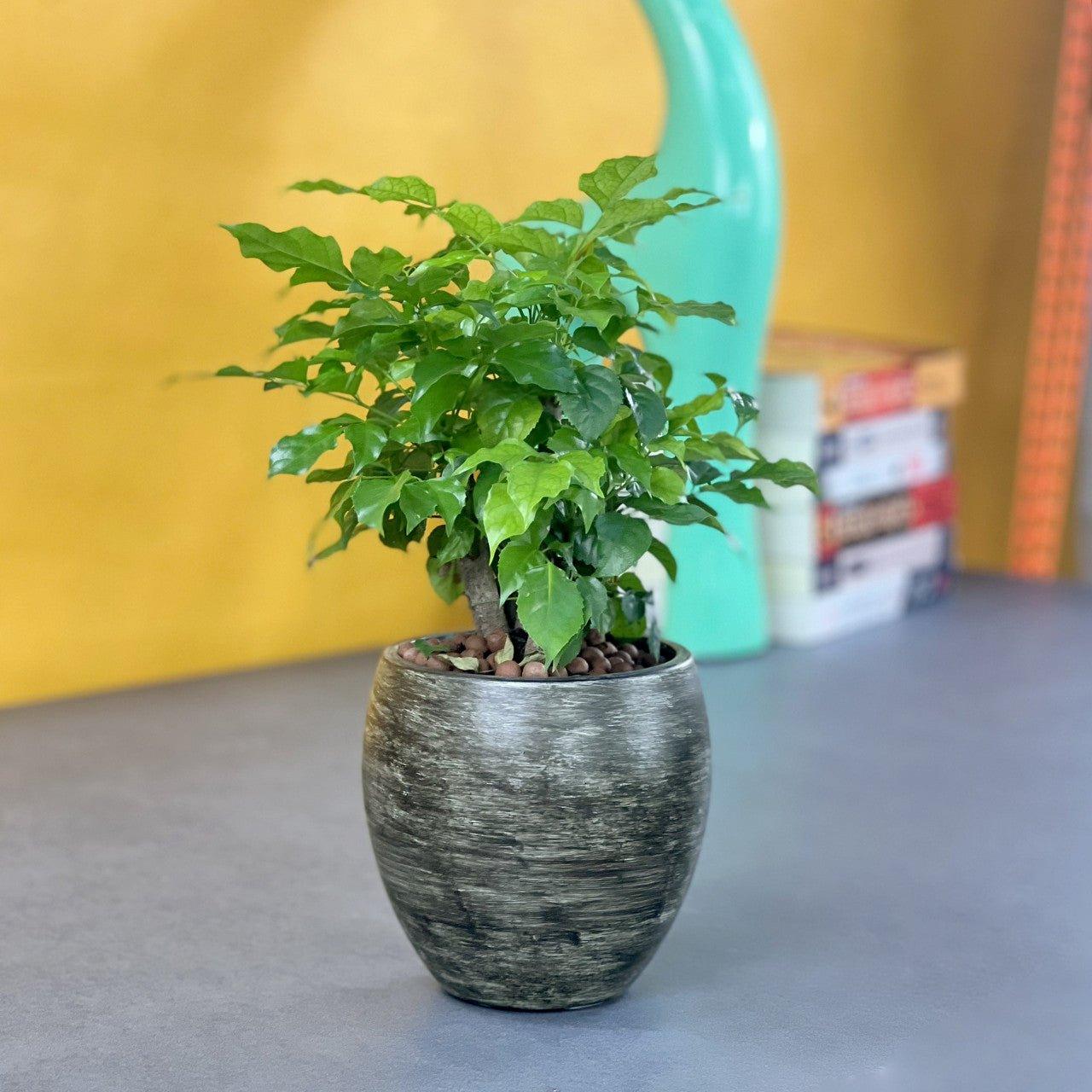 CATLEZA Round Planter - Modern Decorative Flower Pot for Indoor Plants, Succulents & Home Decor - Perfect for Living Room, Office & Garden Decorations