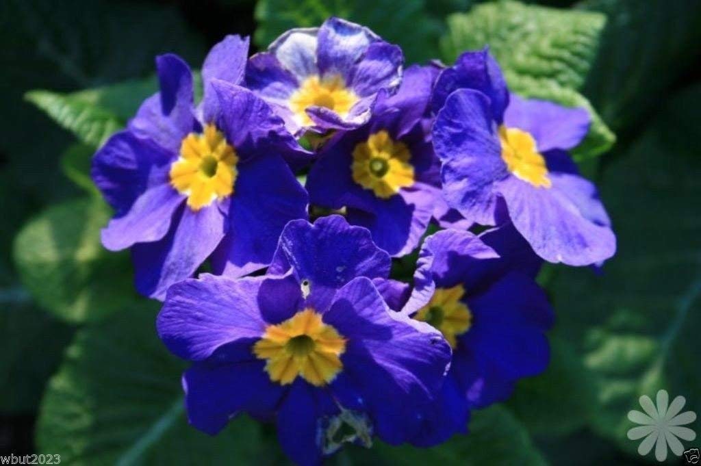 PRIMULA MEGAN PRIMROSE 20 SEEDS (Blue/Yellow) - Beautiful Flowering Plant for Pots, Gardens & Containers | Perfect for Indoor & Outdoor Decor