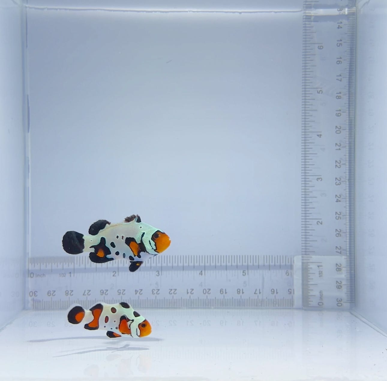 Extreme Gladiator x Sapphire Bullet Hole Clownfish Pair - Premium Saltwater Aquarium Fish for Reef Tanks & Marine Aquascaping