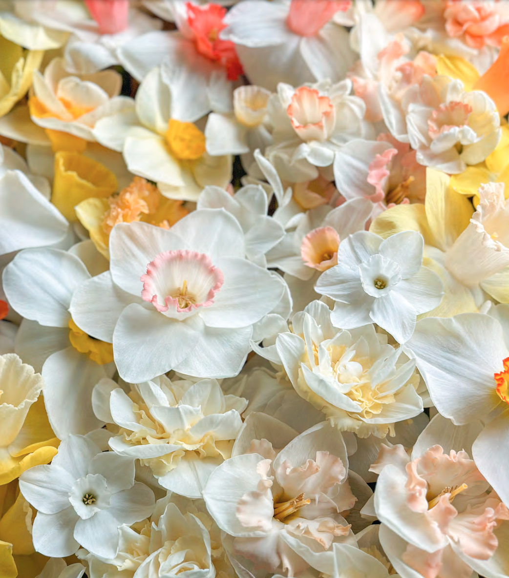 Daffodils Book - Classic Poetry Collection by William Wordsworth - Perfect for Literature Lovers & Gift Giving