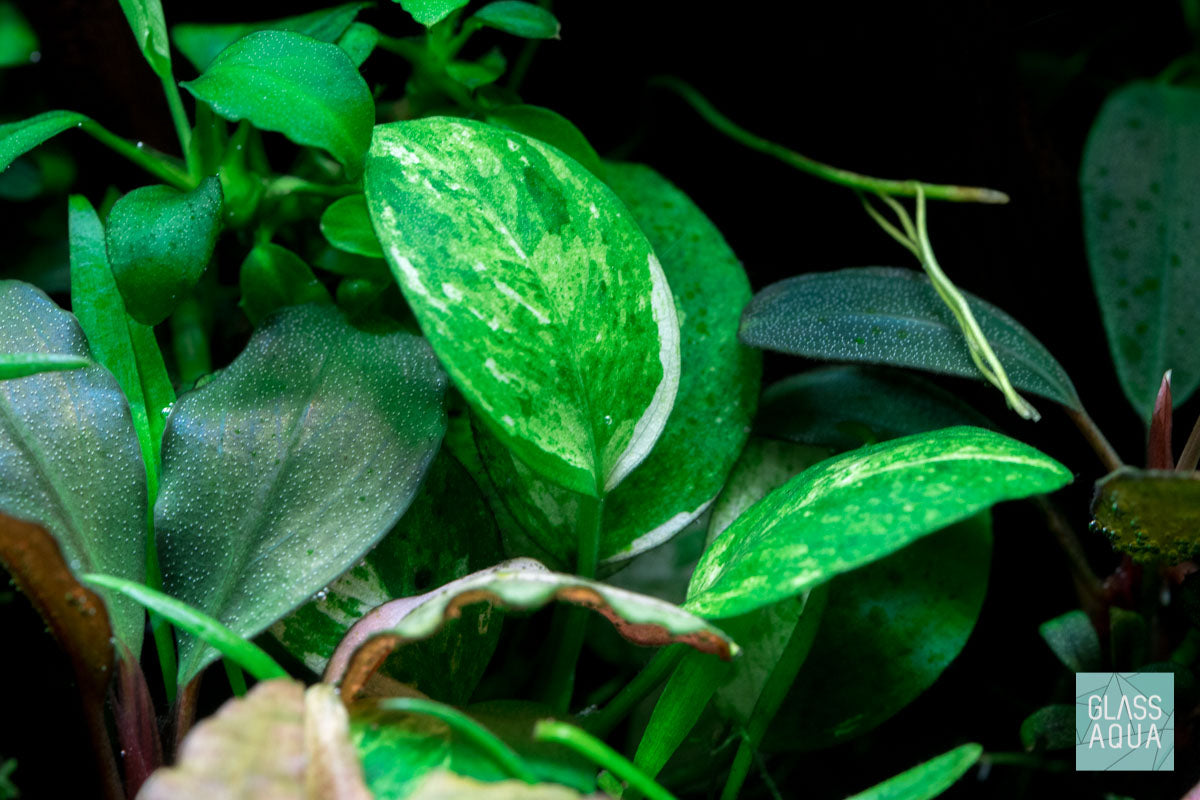 Anubias Nana Pinto Live Aquarium Plant - Rare Variegated Anubias for Fish Tanks, Aquascaping & Low Light Aquariums