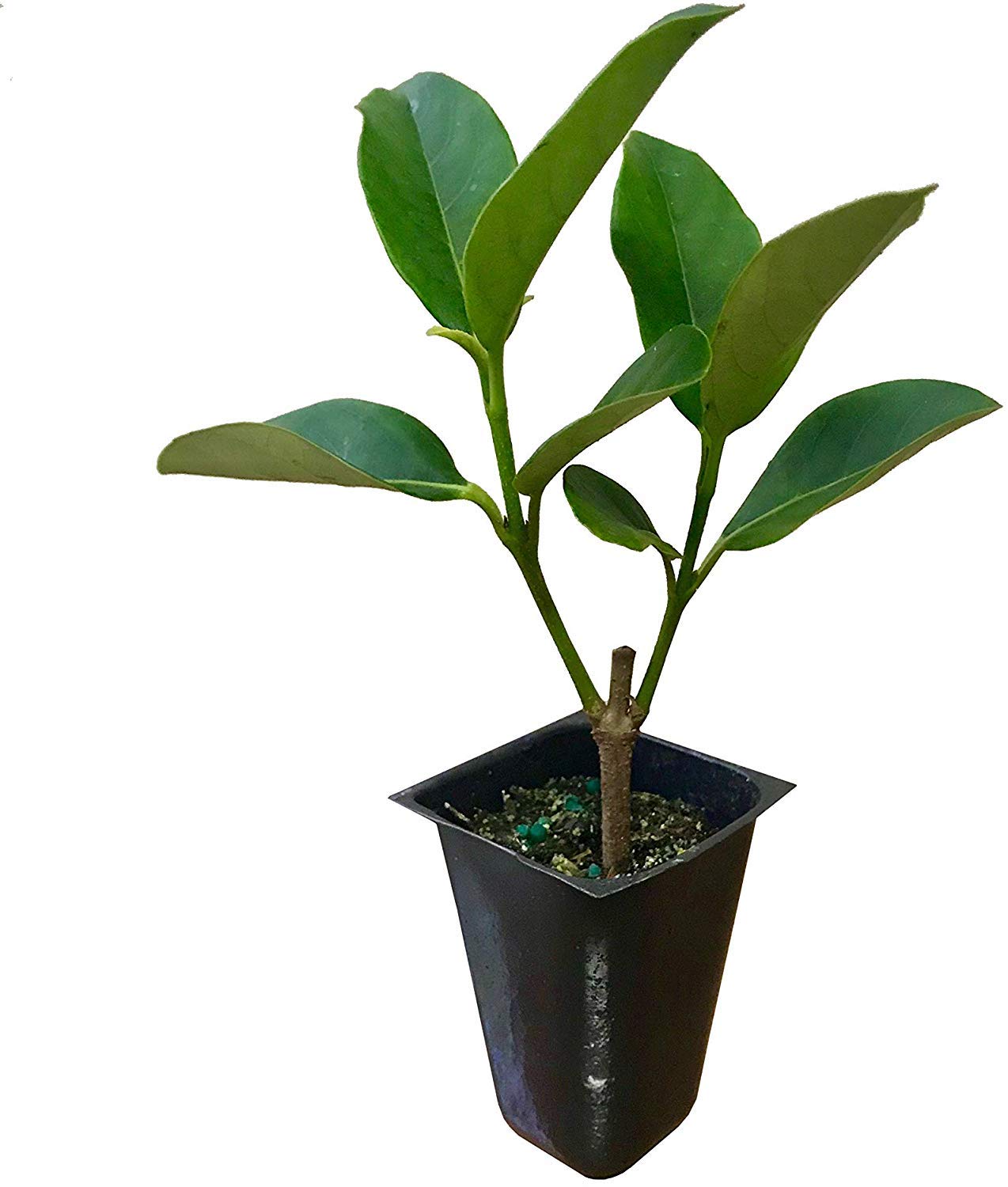 Sweet Viburnum Odoratissimum - 40 Live Evergreen Plants for Privacy Hedge, Fast Growing Shrubs for Landscaping, Garden Borders & Natural Fence Screening