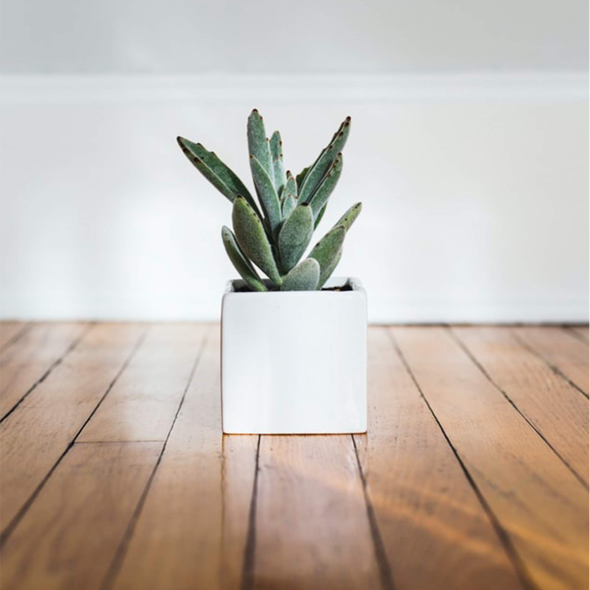 WGV 6-Piece Ceramic Cube Vase Set - 5.5