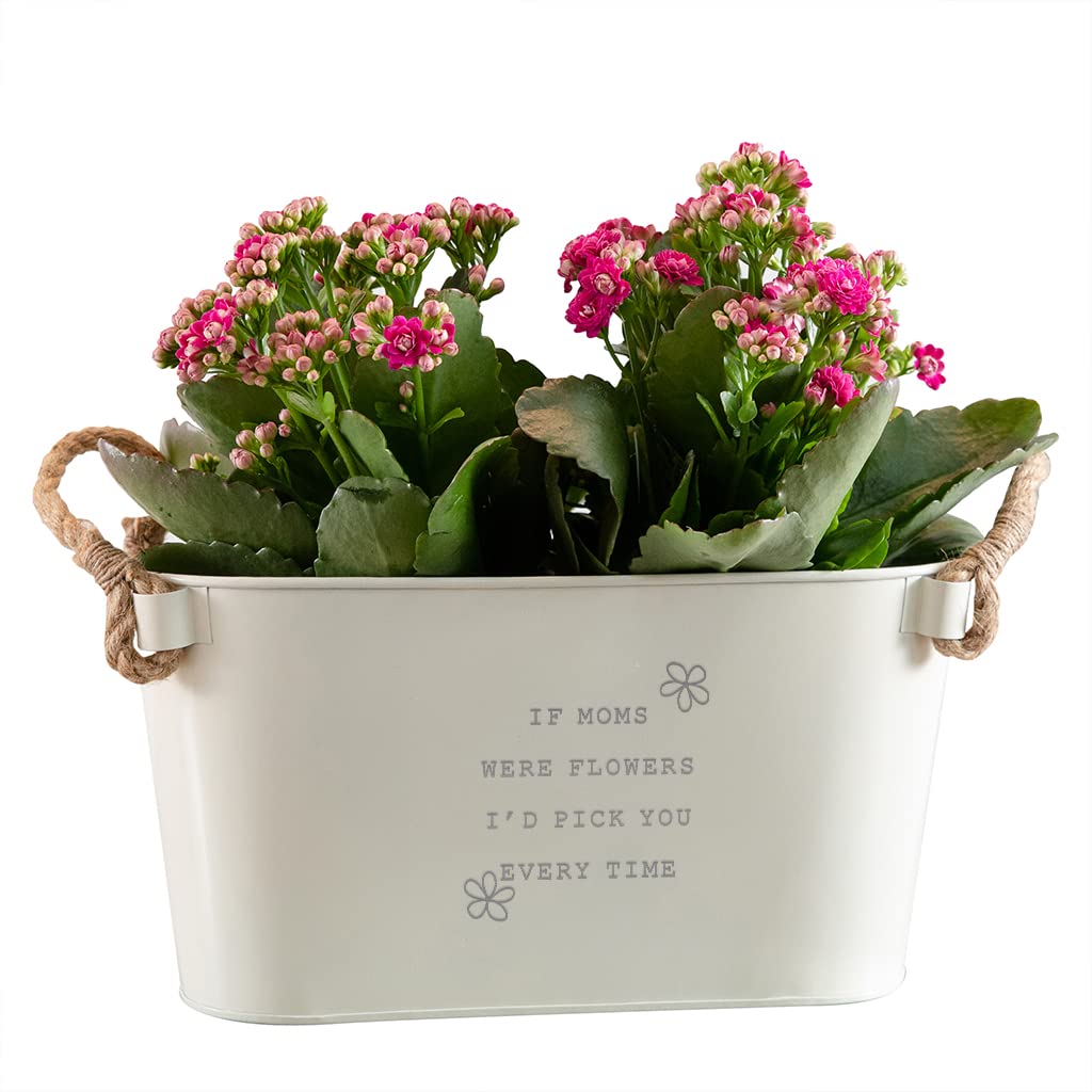 Engraved Flower Pot 'If Moms were Flowers I'd Pick You' - Unique Indoor/Outdoor Herb Planter Box - Perfect Mother's Day & Birthday Gift for Mom - Great for Home Garden, Patio Decor, and Kitchen Herb Planting