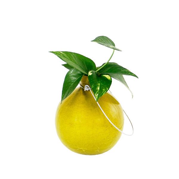Achla Designs Rooting Vase - Clear Glass Plant Propagation Vase for Herbs, Flowers & Cuttings | Perfect for Indoor Gardening, Home Decor & Gift Giving