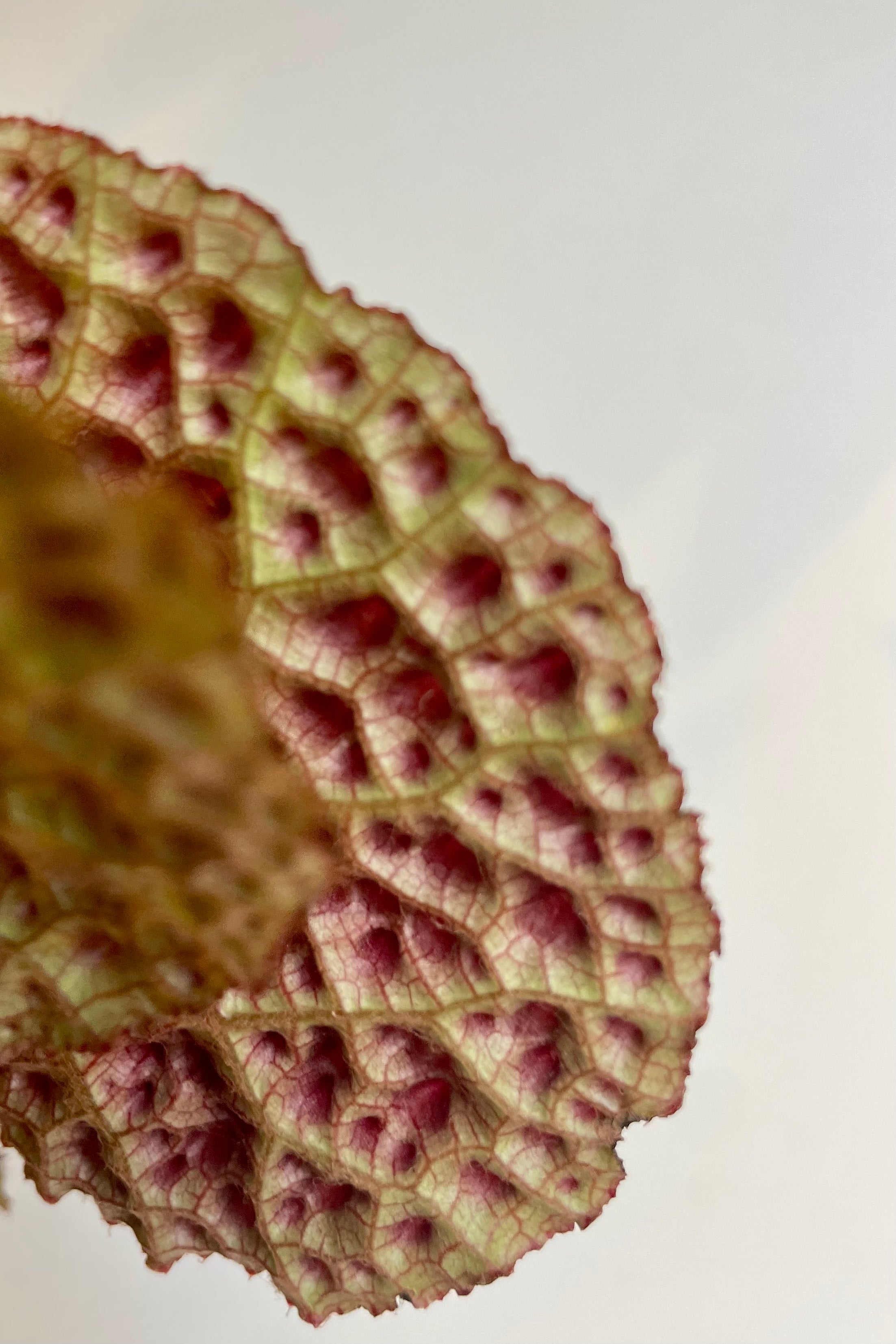 Begonia ferox - Rare Exotic Houseplant for Indoor Gardening & Home Decor | Perfect for Terrariums, Office Desks & Living Rooms