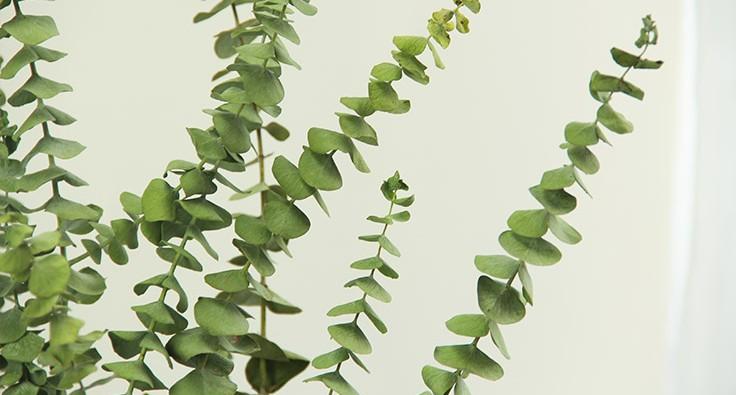 Premium Dried Silver Dollar Eucalyptus Leaves - Natural Dried Flowers & Greenery for DIY Home Decor, Wedding Bouquets, Rustic Centerpieces & Boho Wall Hangings