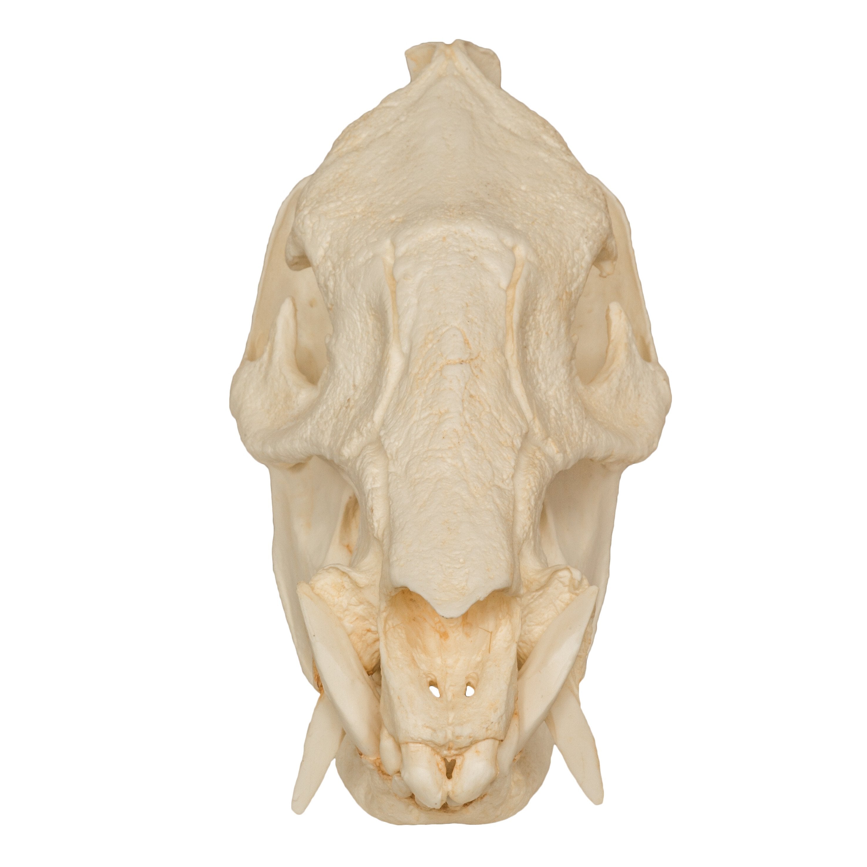 Authentic Replica Peccary Skull - High-Quality Animal Skull Model for Home Decor, Halloween Props, and Educational Use