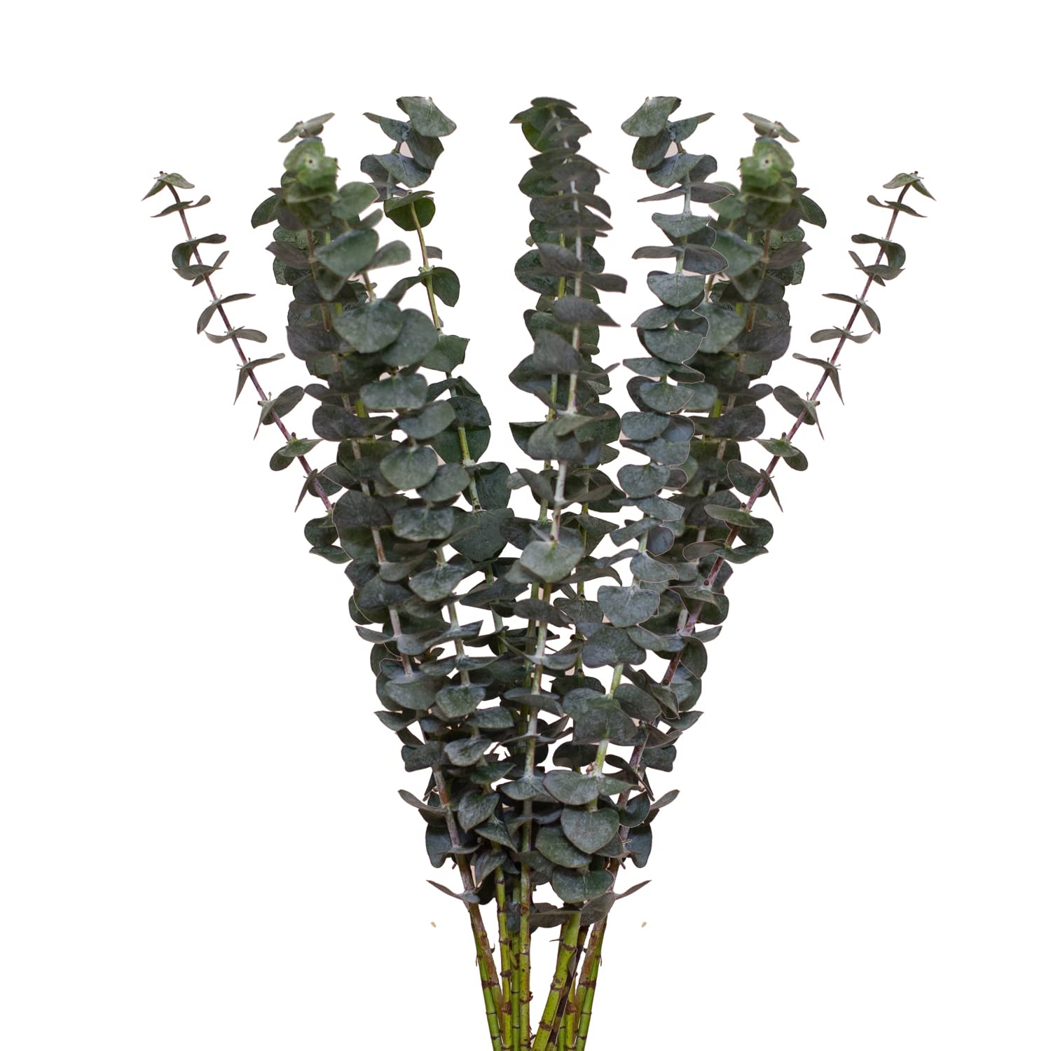 Fresh Baby Blue Eucalyptus Stems - 50 Stems for Wedding Bouquets, Home Decor, and Floral Arrangements