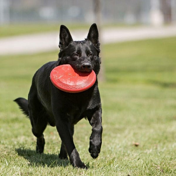 KONG Flyer Dog Toy - Durable Flying Disc for Outdoor Play, Fetch & Training - Perfect for Active Dogs & Puppies (Great for Beach, Park & Backyard Fun)