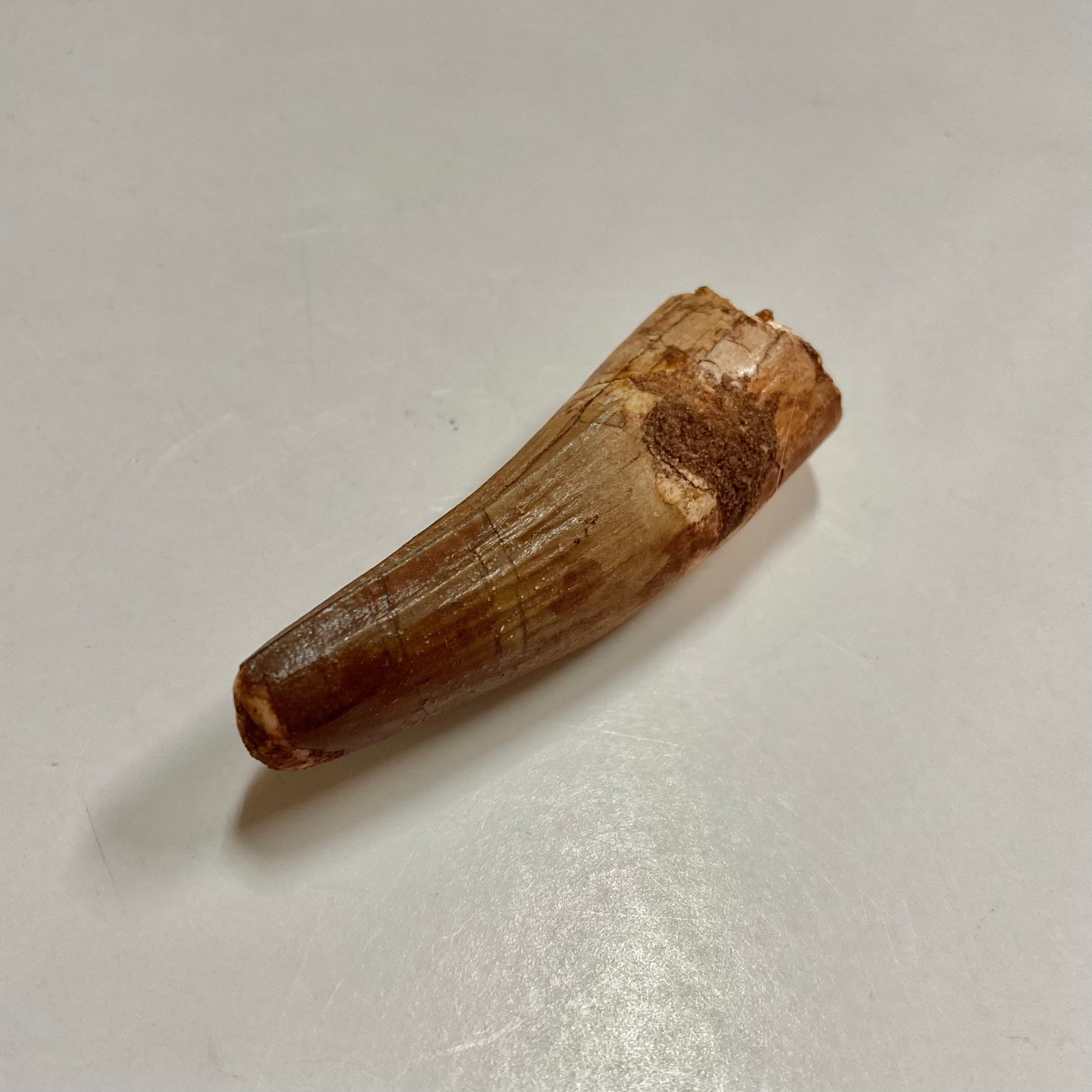 Authentic Spinosaurus Tooth Fossil - Dinosaur Collector's Item & Educational Specimen - Perfect for Paleontology Enthusiasts, Science Classrooms & Home Decor