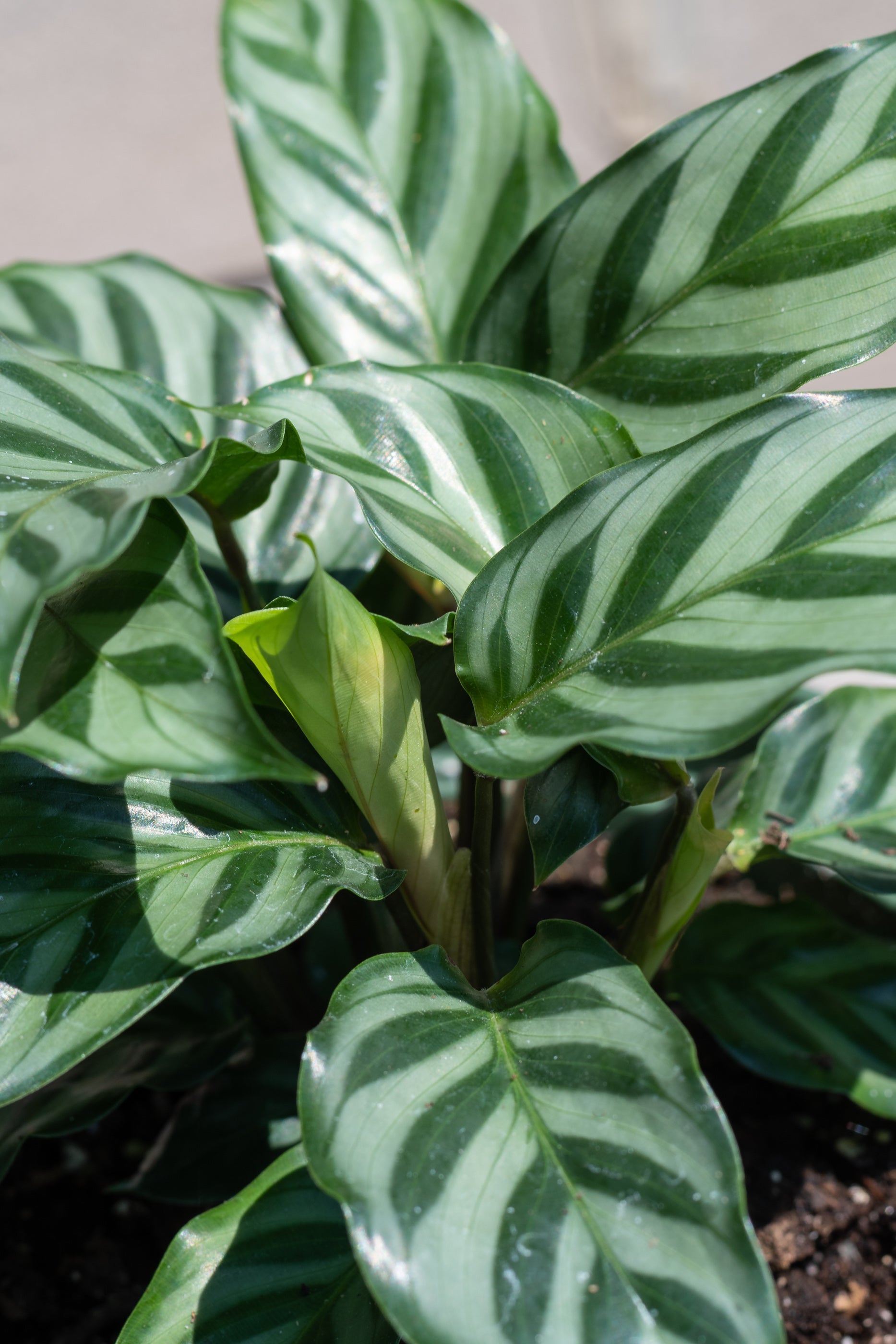 Calathea 'Freddie' 6-Inch Live Plant - Low Light Indoor Houseplant for Home & Office Decor | Perfect for Living Rooms, Bedrooms, and Workspaces