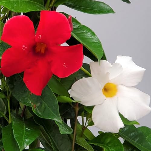 Mixed Red & White