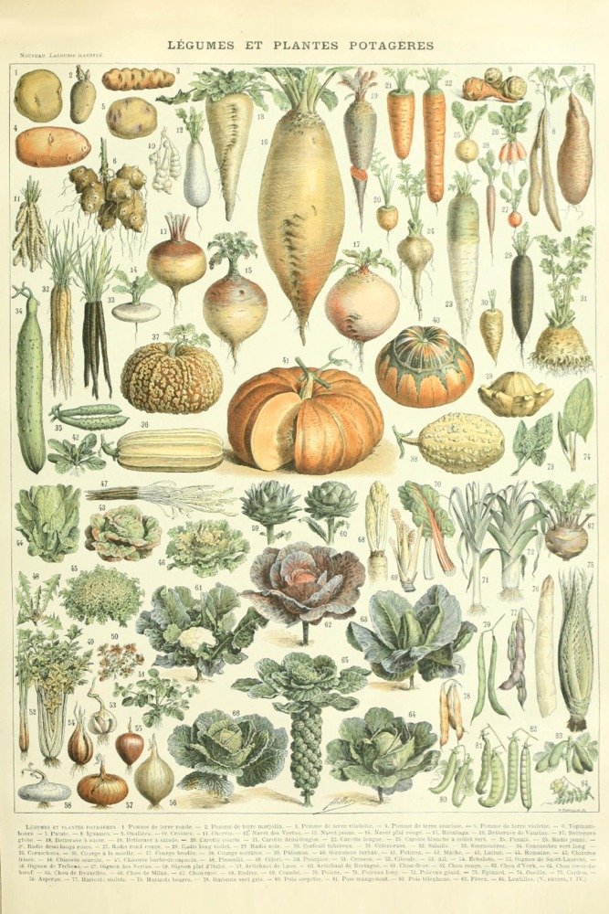 Vintage Adolphe Millot Vegetable Bookplate Art Print - 24x36 Signed Wall Decor Poster | Botanical Home Decor, Kitchen Art, Gift for Garden Lovers