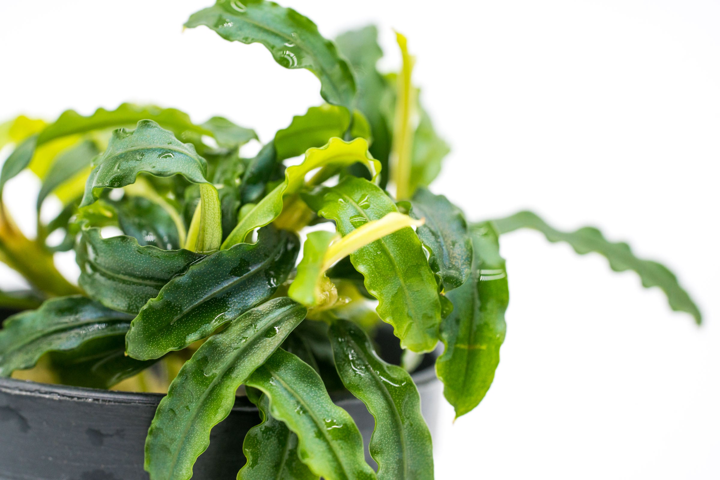 Bucephalandra Biblis Blue Aquatic Plant for Freshwater Aquariums - Perfect for Aquascaping, Nano Tanks, and Shrimp Habitats