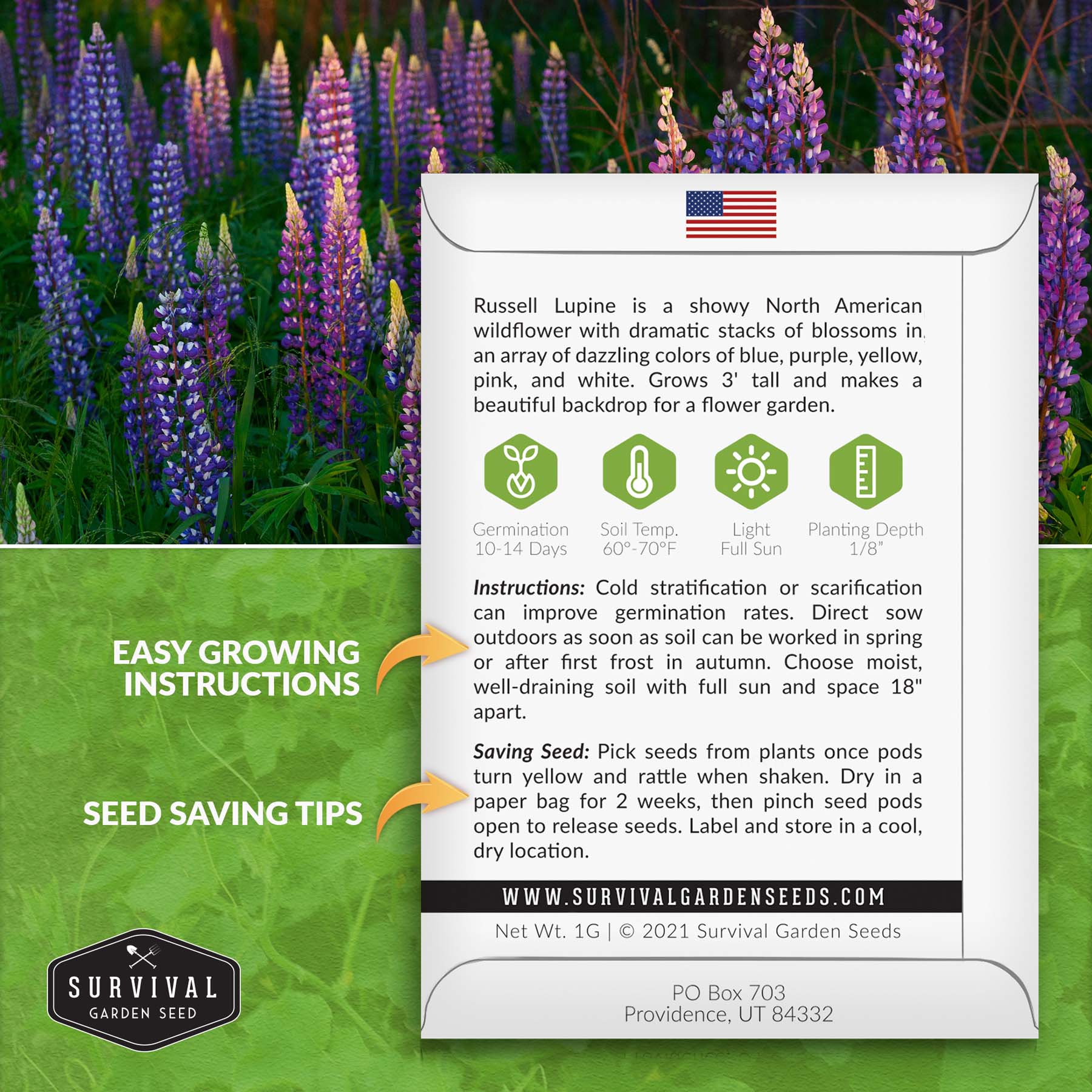 Russell Lupine Seeds for Planting - Perennial Flower Seeds for Garden, Landscaping & Pollinator Gardens - Attracts Butterflies & Bees
