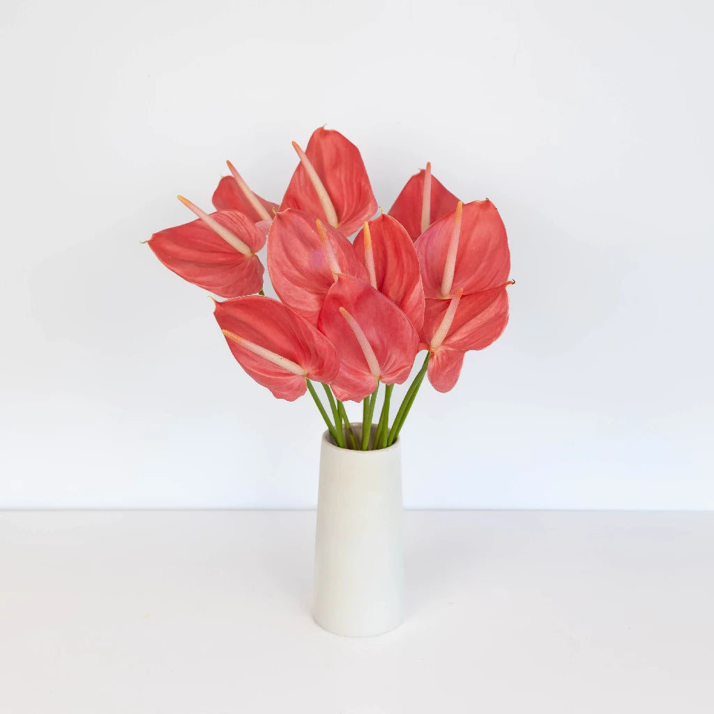 Anthurium Hot Pink Tropical Flower - Exotic Live Houseplant for Home Decor, Office, and Gift Giving
