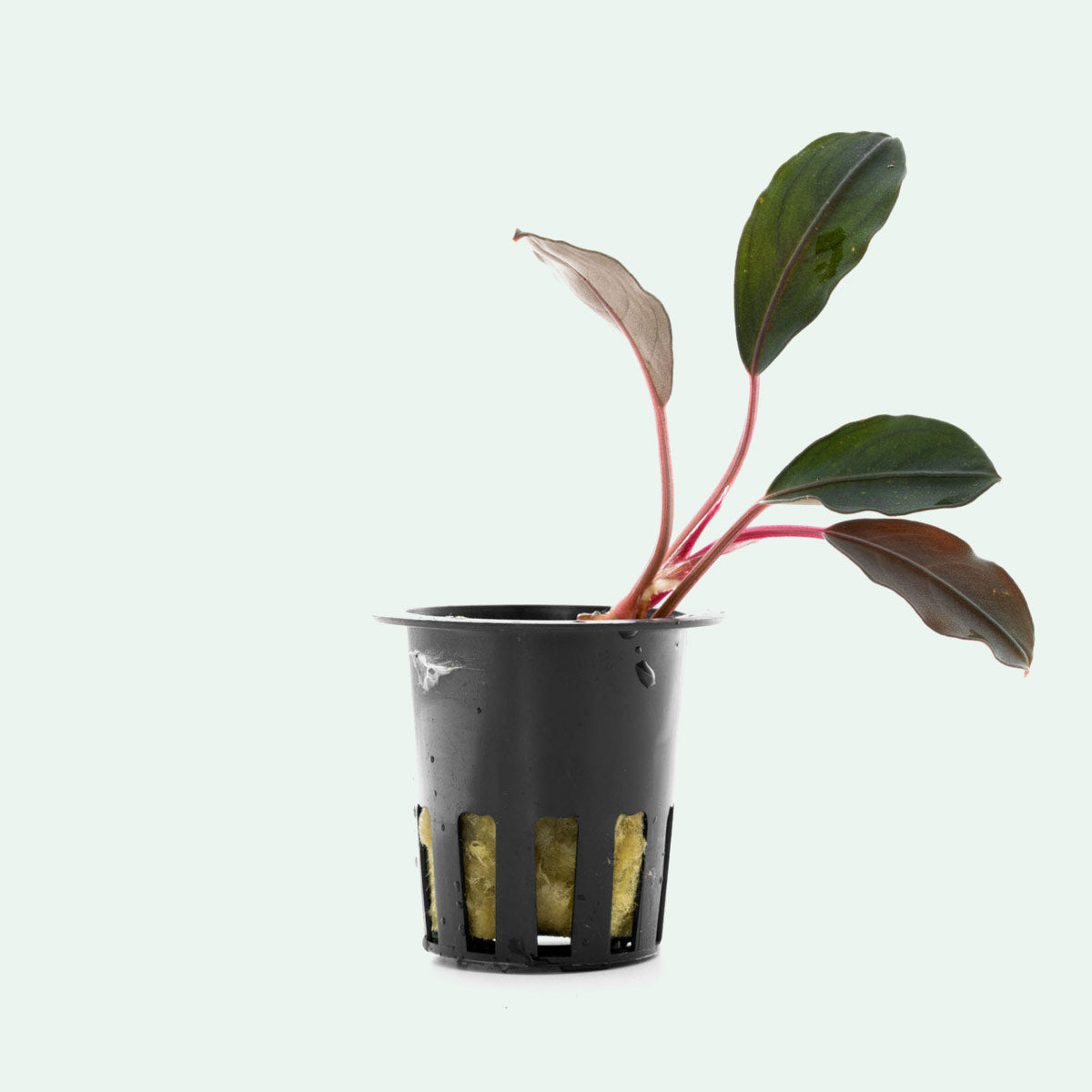 Bucephalandra Flamingo Live Aquarium Plant - Rare Freshwater Aquatic Plant for Fish Tanks & Aquascaping | Perfect for Low-Tech Tanks, Nano Aquariums & Shrimp Habitats
