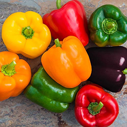 Non-GMO Heirloom Rainbow Sweet Bell Pepper Seeds for Planting - Colorful Mix for Home Gardens, Greenhouses & Urban Farming