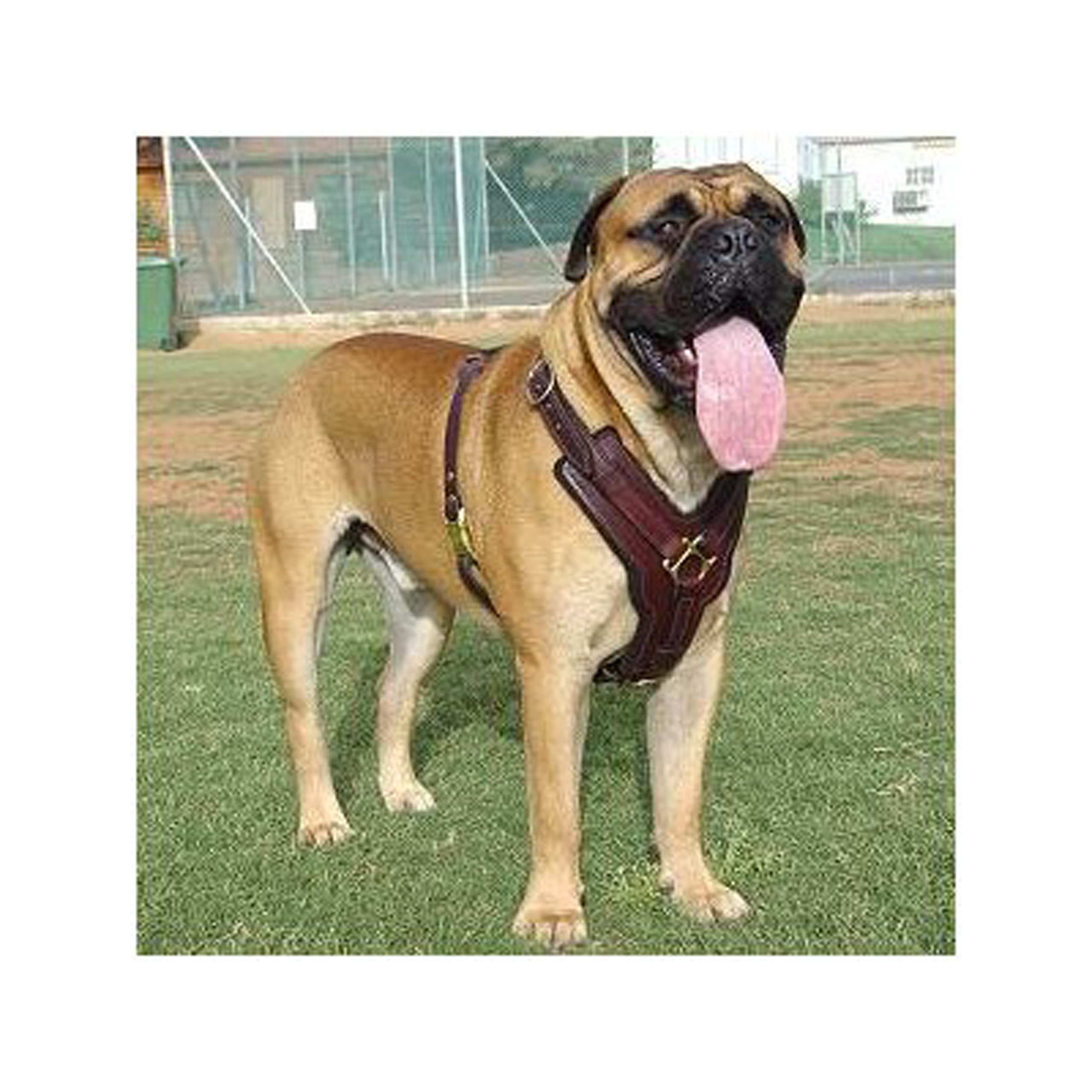 Dean & Tyler Victory Heavy-Duty Solid Brass Hardware Dog Harness with Handle - Large Size (31-41 Inch Girth) for Training, Walking & Outdoor Adventures - Durable Brown Nylon for Active Dogs