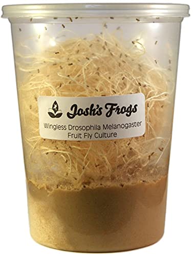 Josh's Frogs Wingless Drosophila Melanogaster Fruit Fly Cultures - Fresh Live Food for Reptiles, Amphibians & Fish - Ideal for Feeding Frogs, Lizards, and Small Pets
