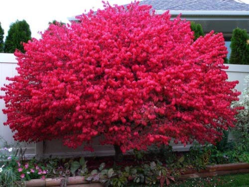 Dwarf Burning Bush Plant (Euonymus Alatus) - Hardy 4