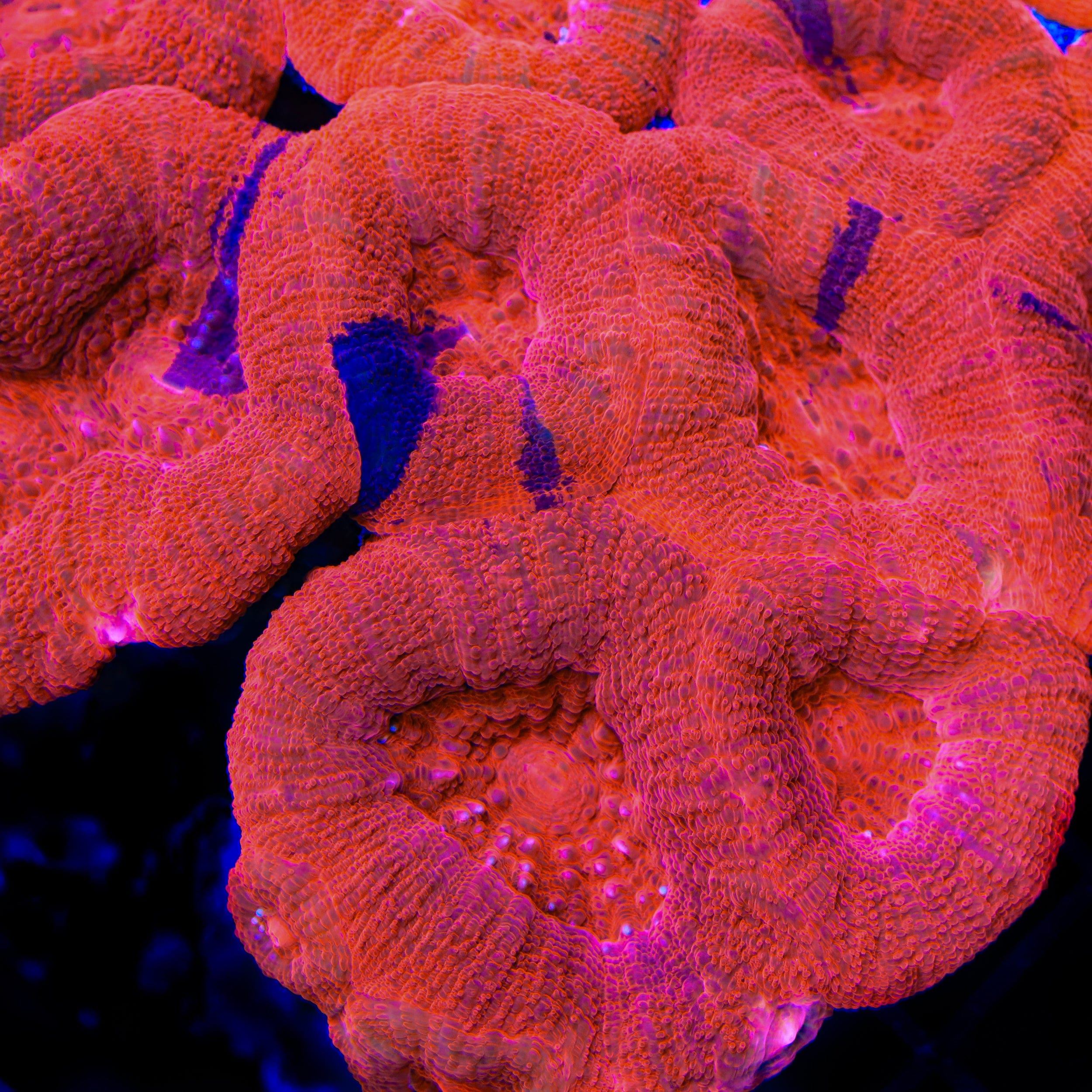 Buy Cherry Bowerbankii Coral - Vibrant Saltwater Aquarium Coral for Reef Tanks | Perfect for Marine Aquascaping and Coral Propagation