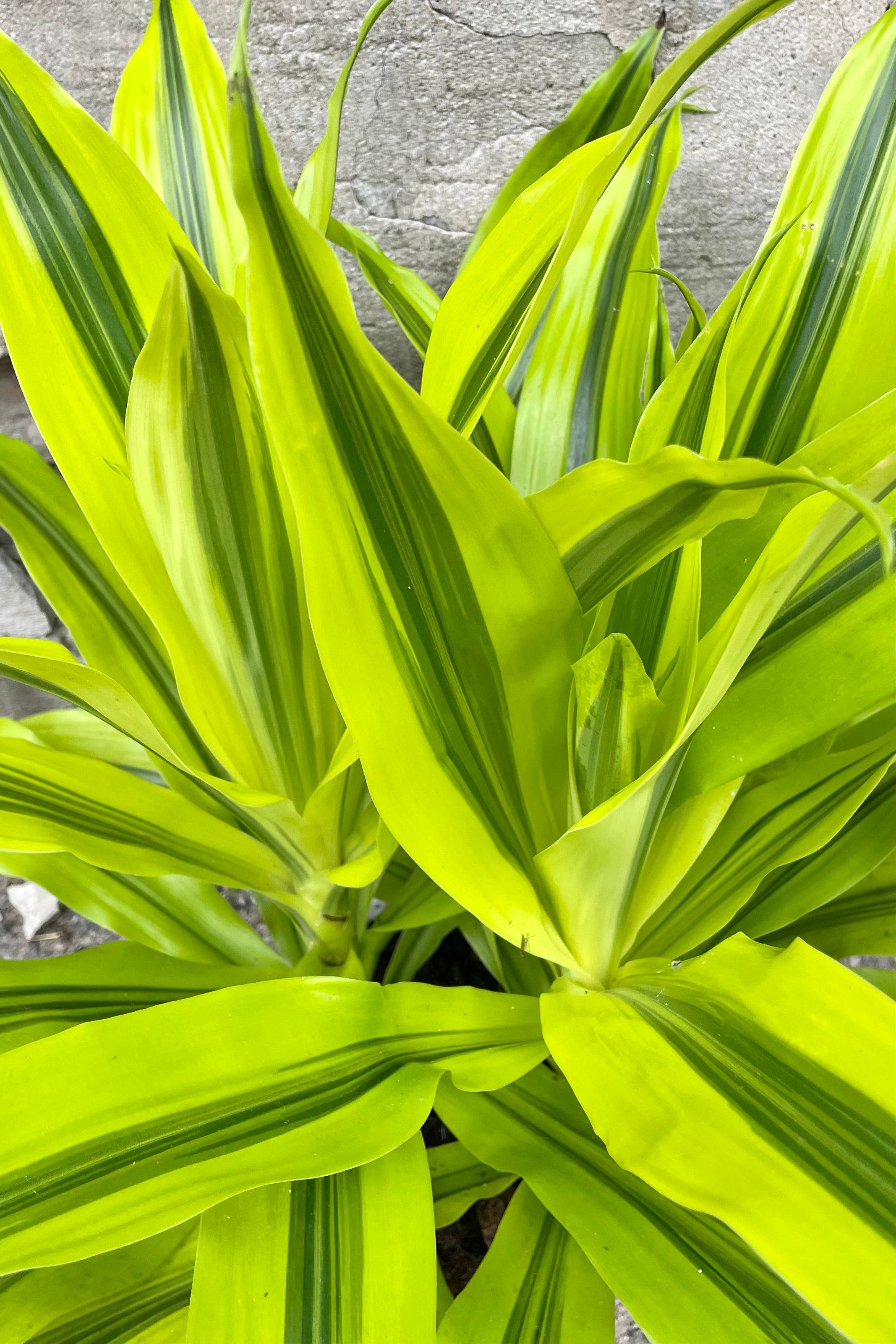 Dracaena 'Kristi' Live Plant - 8 Inch Potted Indoor Houseplant for Home & Office Decor | Perfect for Living Room, Bedroom, or Workspace