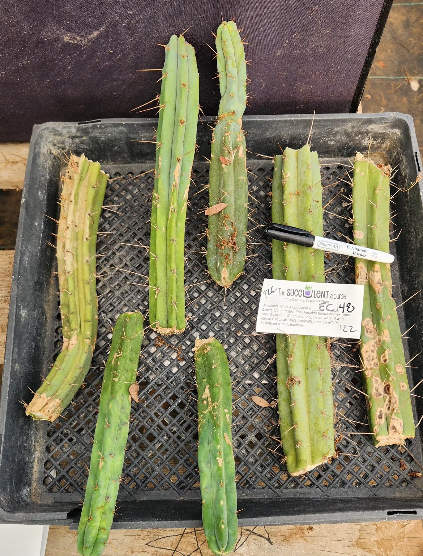 EC148 EXACT Trichocereus Bridgesii Jiimz Cactus Cutting - Rare Live Plant for Garden & Home Decor | TLC Bargain Lot for Cactus Lovers & Collectors
