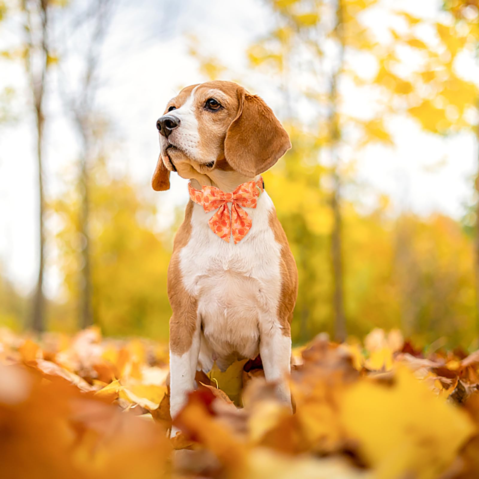 ARING PET Fall Dog Collar - Adjustable Cotton Yellow Dog Collar with Sailor Bowtie & Autumn Leaves Pattern, Metal Buckle for Small Medium Large Dogs - Perfect for Autumn Walks, Halloween Costumes & Seasonal Photo Shoots