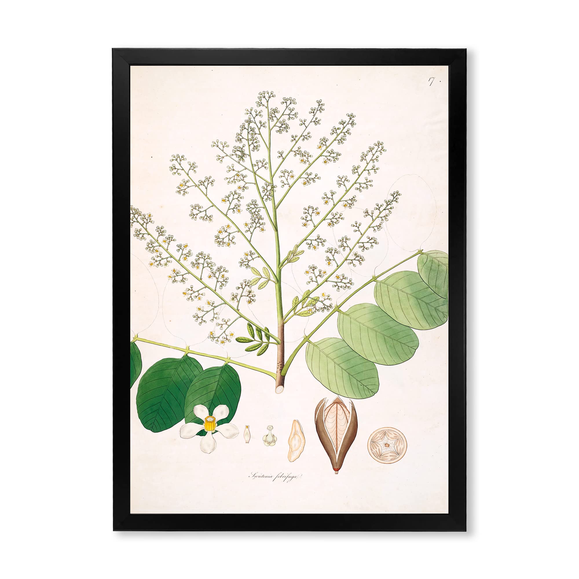 Vintage Botanicals XVI Farmhouse Framed Wall Art - Botanical Prints for Home Decor - Perfect for Living Room, Bedroom & Office Wall Decor