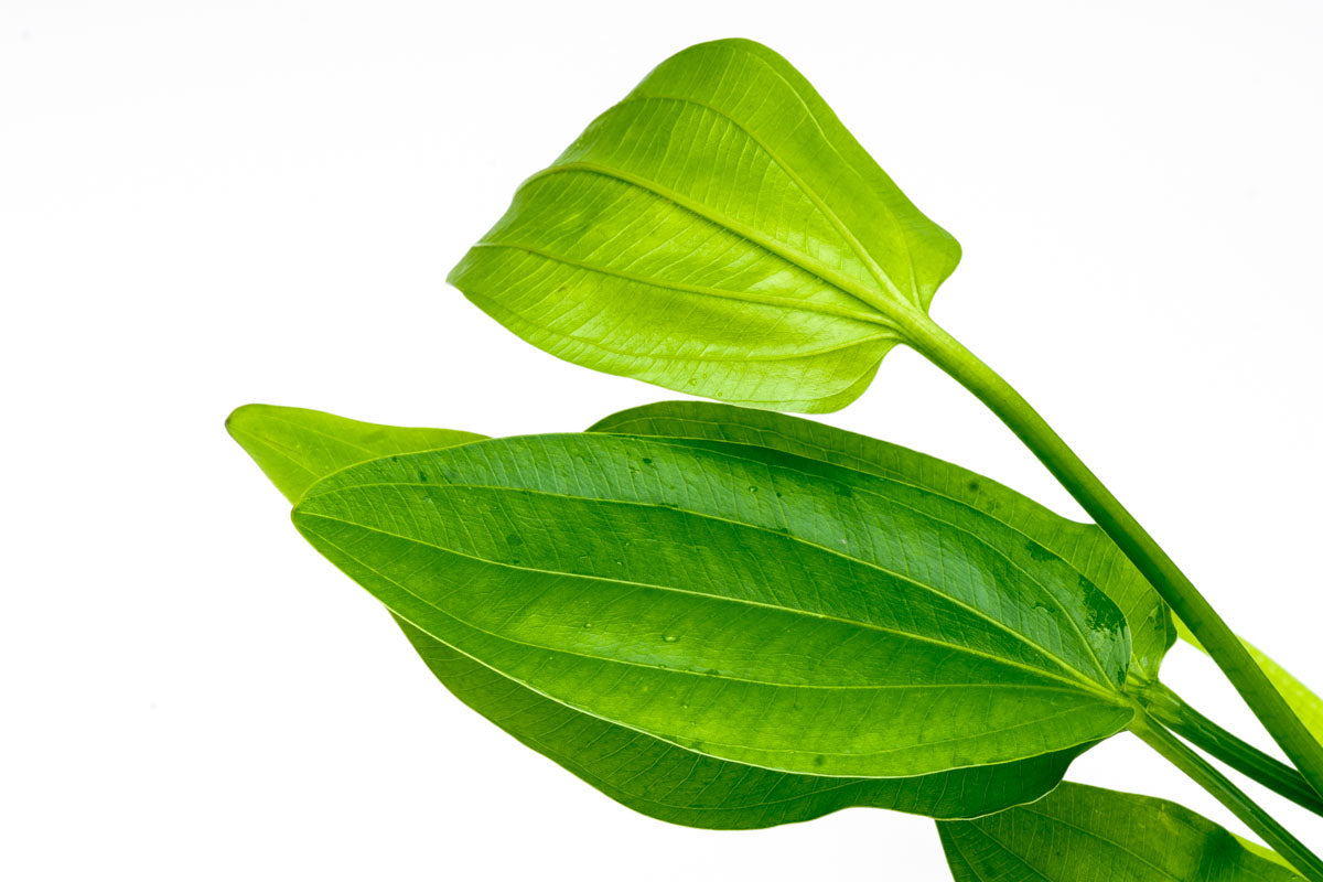 Echinodorus Ascherianus Aquatic Plant - Live Freshwater Aquarium Plant for Fish Tanks | Perfect for Aquascaping, Background Planting & Natural Habitat Setup