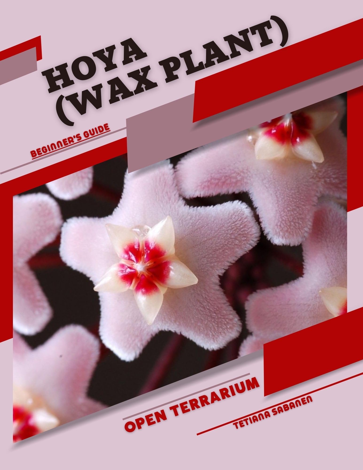 Hoya Wax Plant Care Guide for Beginners - Perfect for Open Terrariums & Indoor Gardening
