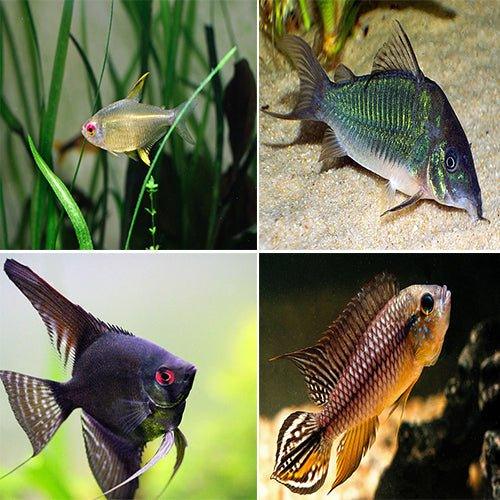 Premium Aquarium Fish Bundle - 4 Tetra, Corydoras, Angelfish & Apistogramma Agassizi for Freshwater Tanks | Perfect for Community Aquariums & Fish Breeding