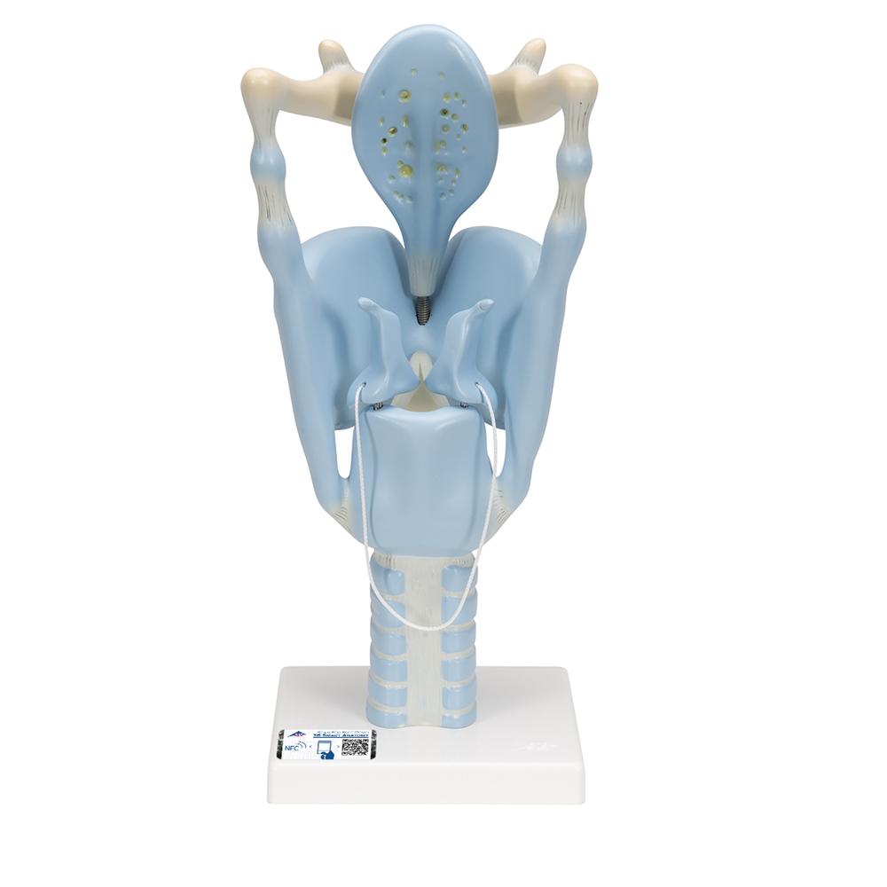 3X Enlarged Functional Larynx Anatomy Model - Human Voice Box Medical Teaching Tool for Doctors, Students & Speech Therapists | Perfect for Classroom Demonstrations & Clinical Training