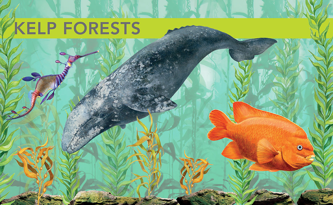 Ocean Creatures Spotter's Guide - Marine Life Identification Book for Kids & Adults - Perfect for Beach Trips, Snorkeling & Ocean Exploration