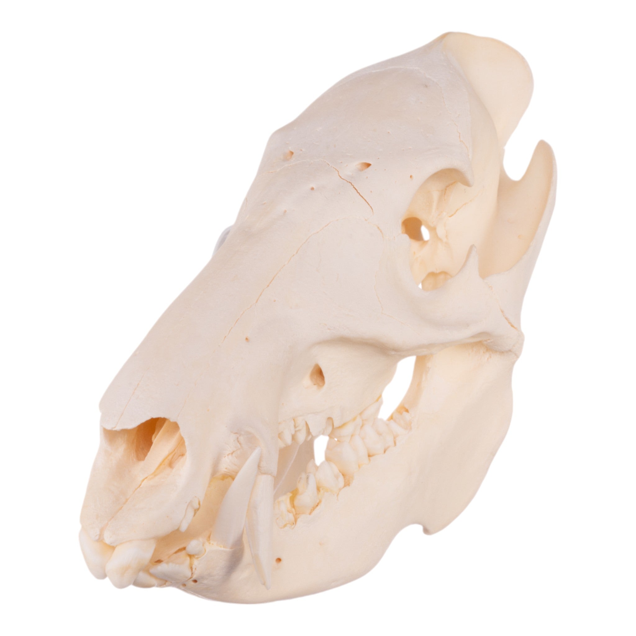 Authentic Peccary Skull - Adolescent Specimen for Home Decor, Taxidermy & Educational Use