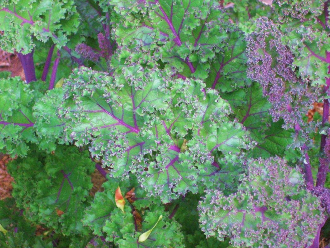 Premium 8-Variety Deluxe Kale Seed Mix - Non-GMO, Heirloom Seeds for Home Gardening (1000 Seeds) | Perfect for Salads, Smoothies & Healthy Eating | Free Shipping