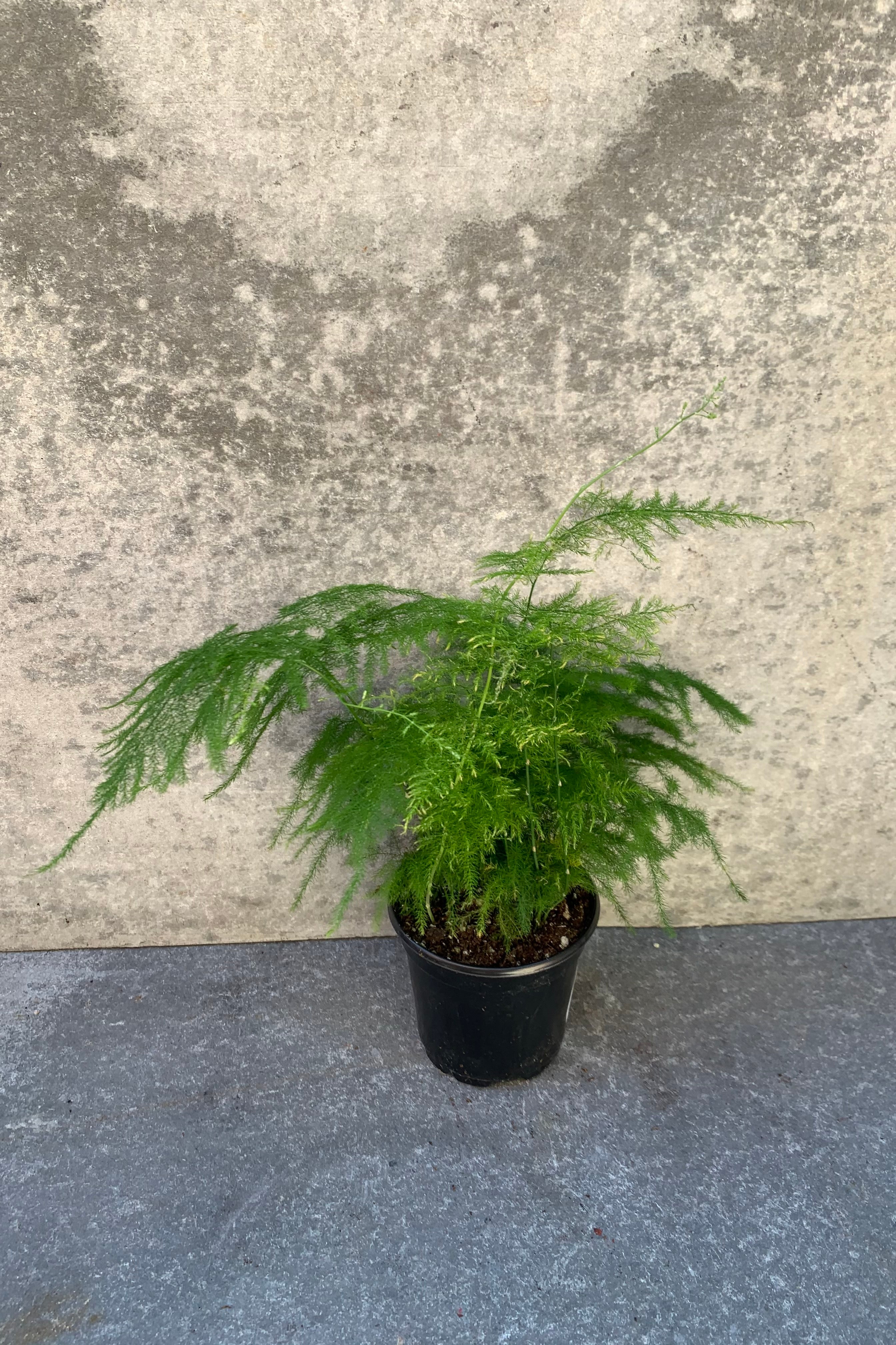 Plumosa Asparagus Fern (Asparagus setaceus) - 4