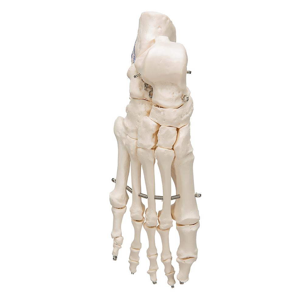 Foot Skeleton Wire Mounted - Halloween Decor, Gothic Home Decor, Anatomical Display for Medical Offices & Haunted Houses