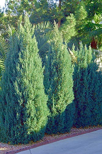 Blue Point Juniper Trees - 20 Live Evergreen Plants (Juniperus Chinensis) for Privacy Screening - Perfect for Landscaping, Hedges & Garden Borders